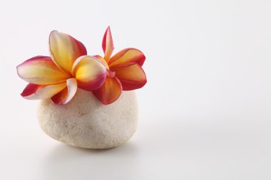 taş Frangipani çiçekler
