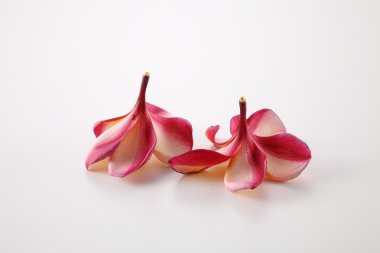 Beyaz Frangipani çiçekler