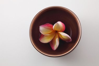 Tropica frangipani çiçekler