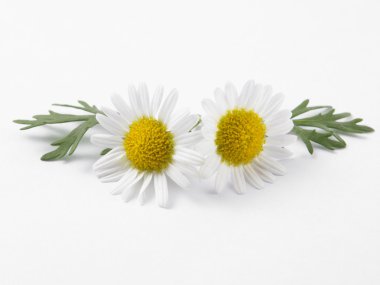 taze papatya çiçekleri