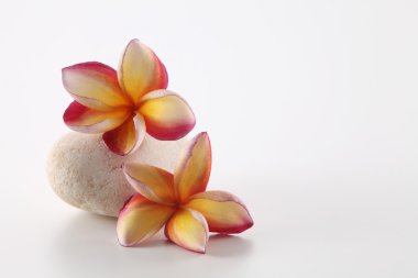 Tropica frangipani çiçekler