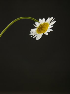 bir papatya çiçeği