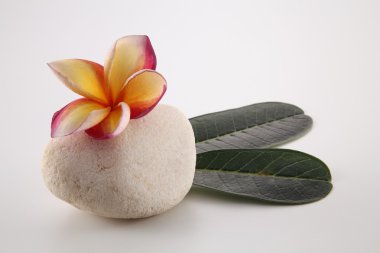 Tropica frangipani çiçekler