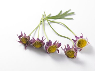 Birkaç kuru papatyalar