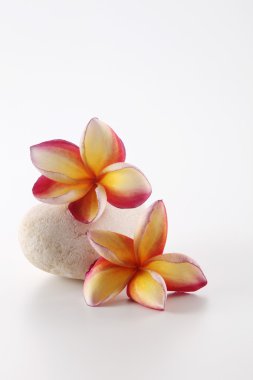 Tropica frangipani çiçekler