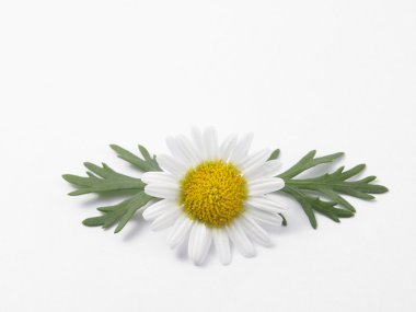 Taze papatya çiçek