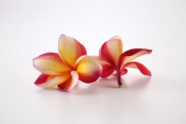 Beyaz Frangipani çiçekler