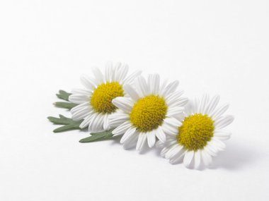 taze papatya çiçekleri