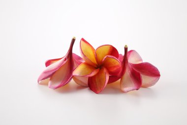 Beyaz Frangipani çiçekler