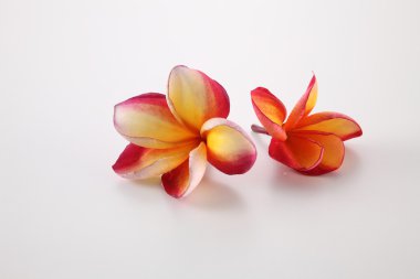 Beyaz Frangipani çiçekler