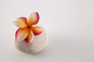 Tropica frangipani çiçekler