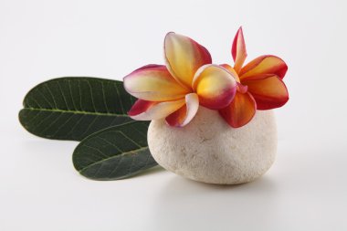 Tropica frangipani çiçekler
