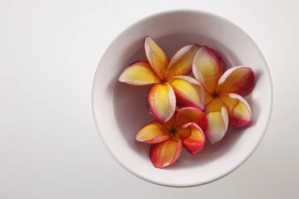 Квіти червоного жасмину Tropica — стокове фото