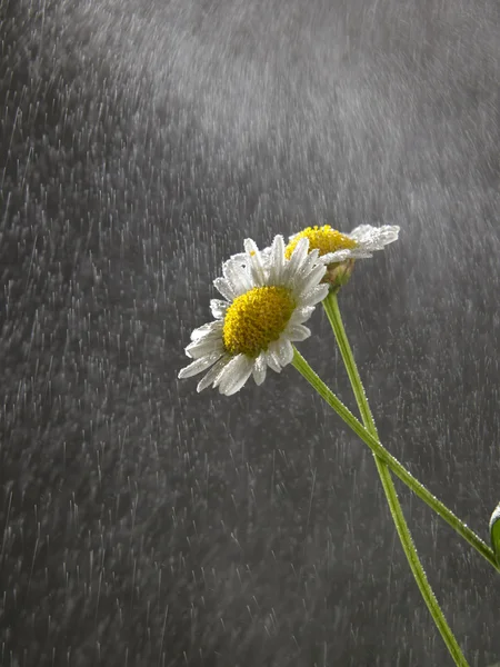 Rain fall on daisy — Stock Photo, Image