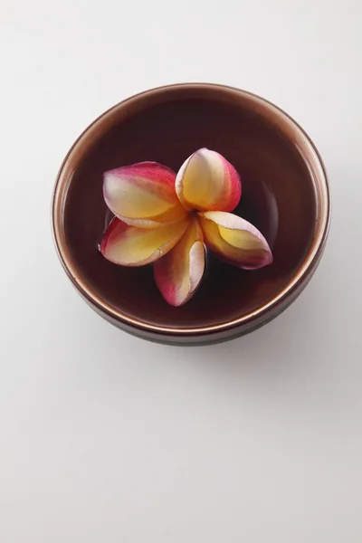 Tropica frangipani flowers — Stock Photo, Image