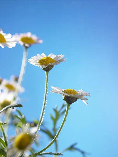 Daisy blommor närbild — Stockfoto