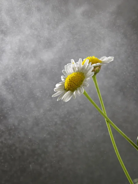 Regen fällt auf Gänseblümchen — Stockfoto