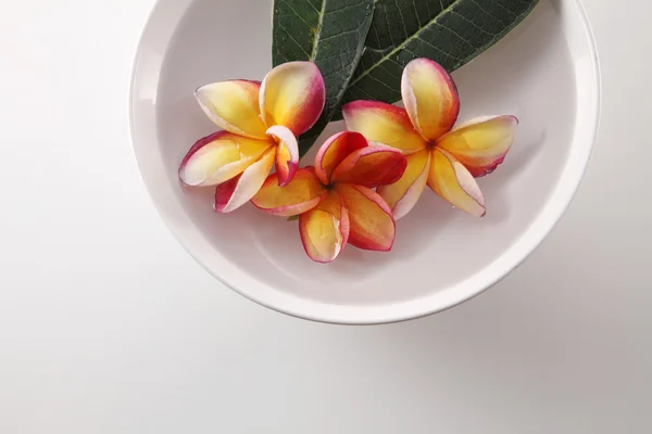 Tropical frangipani in a bowl — Stock Photo, Image