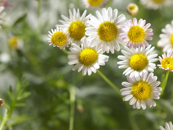 Daisy blommor närbild — Stockfoto