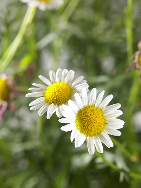 Daisy flowers close up — Stock Photo, Image