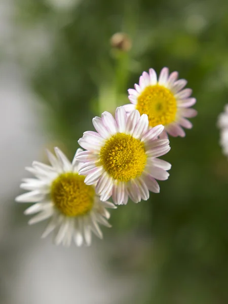 Daisy flowers close up — Stock Photo, Image