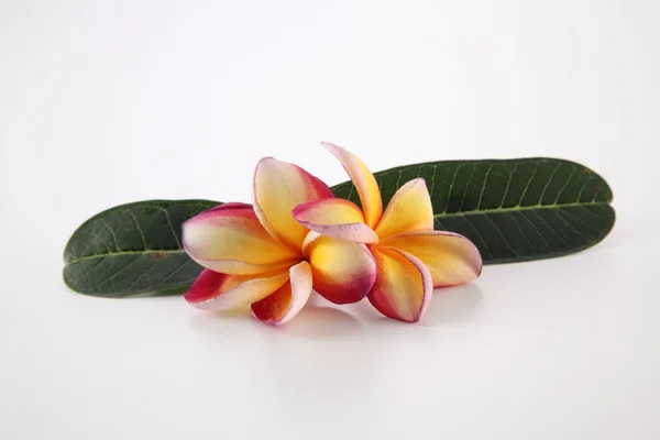 Flores frangipani con hojas —  Fotos de Stock