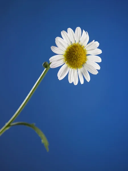 Una flor de margarita — Foto de Stock