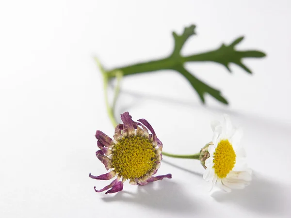两个白色的雏菊 — 图库照片