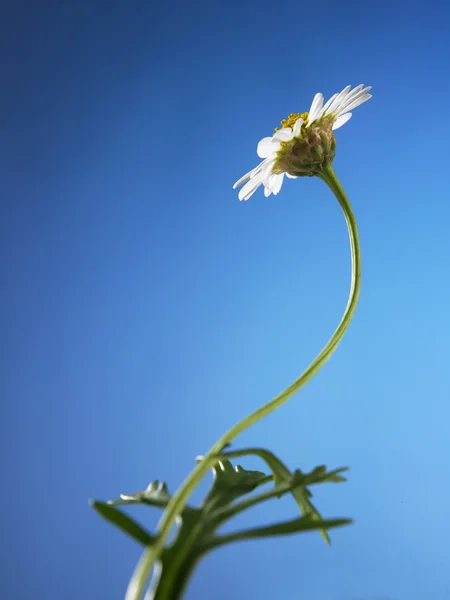 One daisy flower — Stock Photo, Image