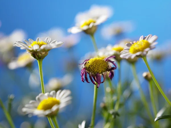 Daisy gård blommor — Stockfoto