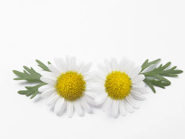 Свіжі ромашка квіти — стокове фото