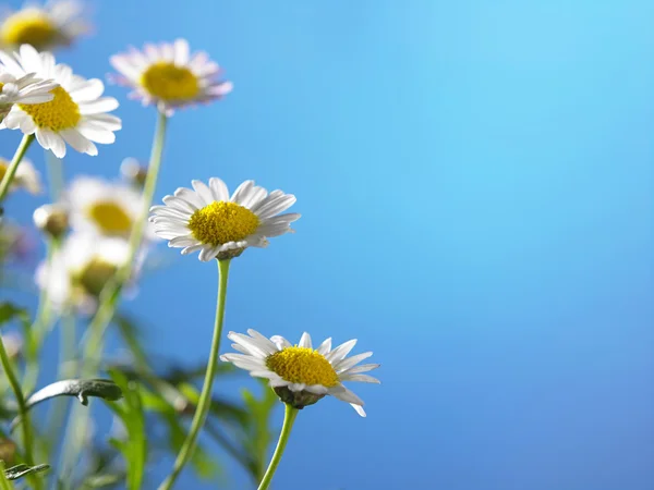 Daisy flowers close up — Stock Photo, Image