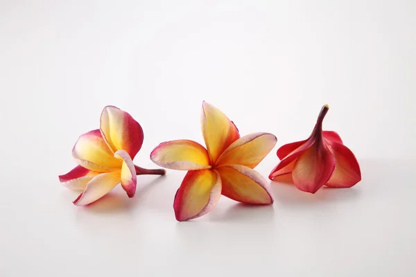 Flores de Frangipani sobre blanco —  Fotos de Stock