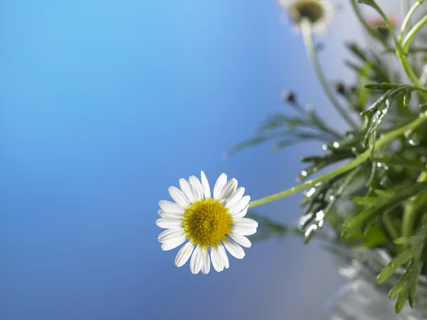 Een daisy flower — Stockfoto