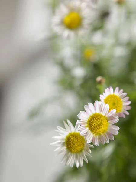 Daisy bloemen sluiten — Stockfoto