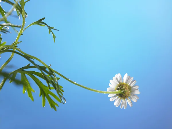 Een daisy flower — Stockfoto