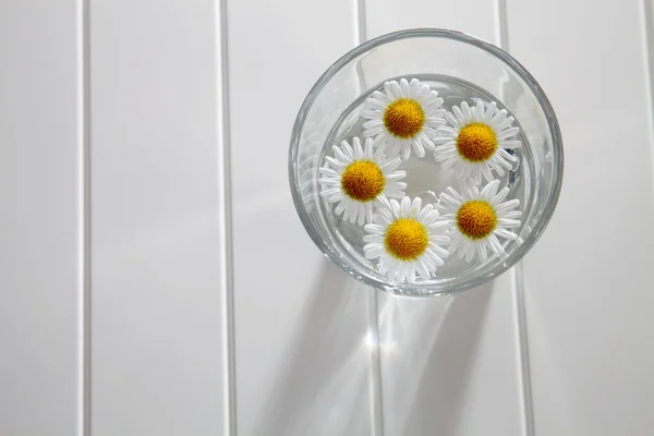 Marguerites sur verre avec de l'eau — Photo