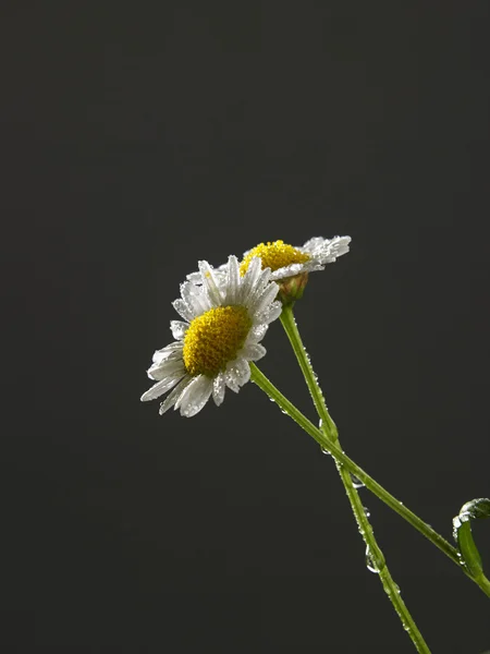 Дві квітки ромашки — стокове фото
