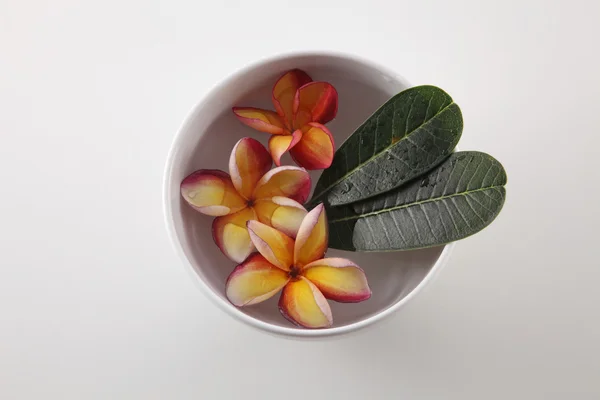 Tropische Frangipani-Blumen — Stockfoto