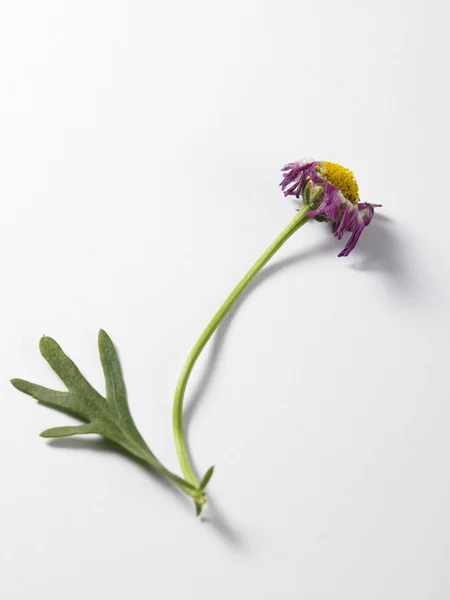 单一的干菊花 — 图库照片