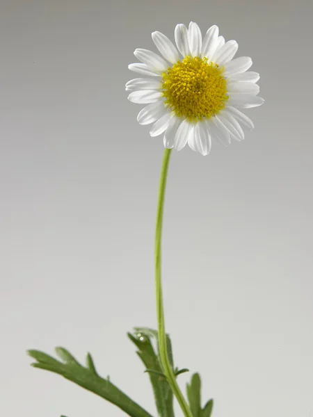 One daisy flower — Stock Photo, Image