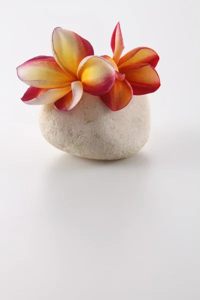 Tropica frangipani blommor — Stockfoto