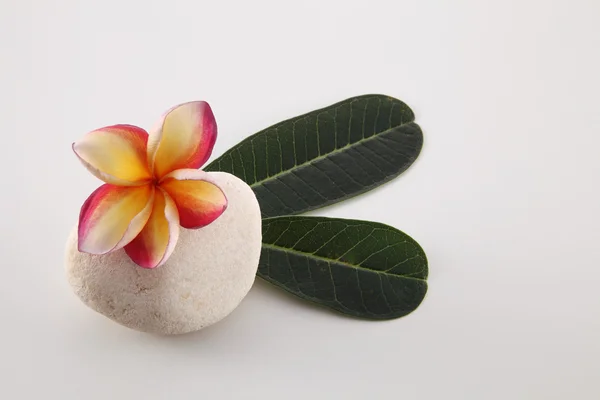 Flores de Tropica frangipani —  Fotos de Stock