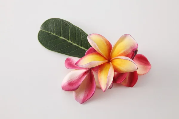 화이트에 frangipani 꽃 — 스톡 사진