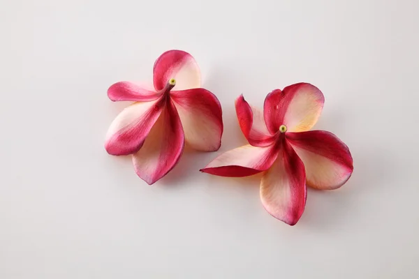 Frangipani flowers on white — Stock Photo, Image