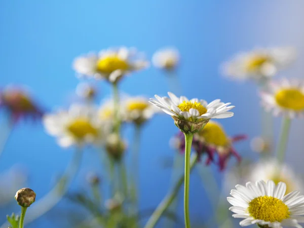 Boerderij madeliefjebloemen — Stockfoto