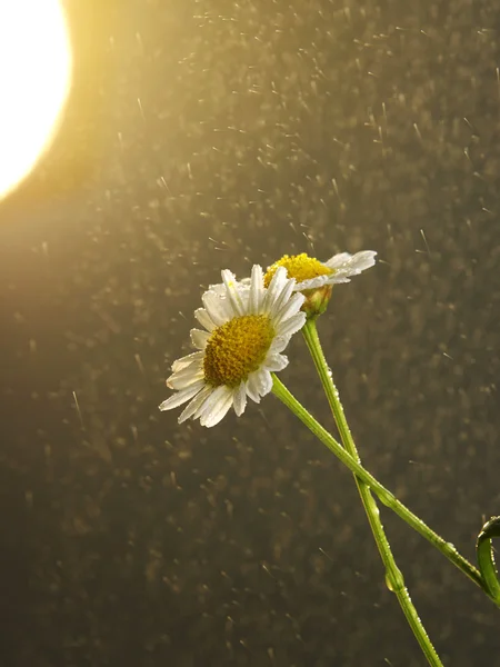 Yağmur yağmaya daisy Tarih — Stok fotoğraf