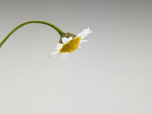 One daisy flower — Stock Photo, Image