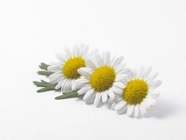 Fresh daisy flowers — Stock Photo, Image