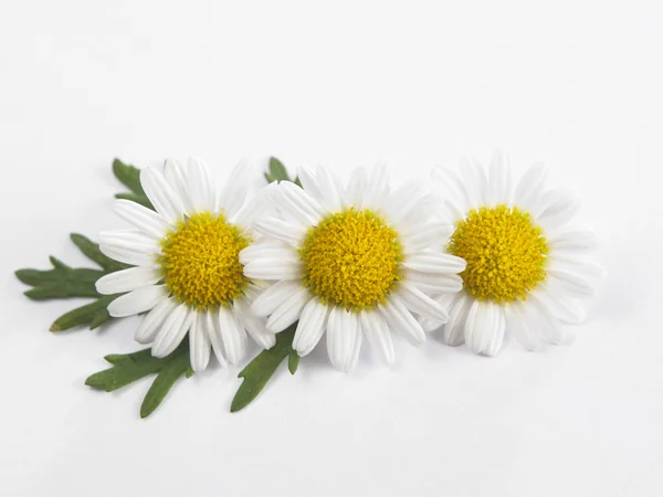 Flores frescas de margarita — Foto de Stock